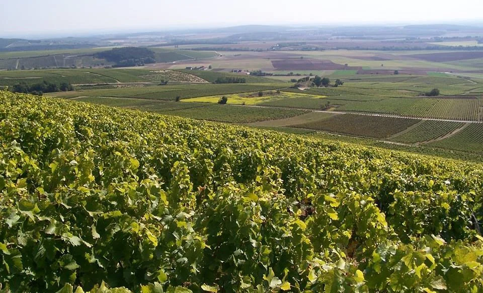 Views from the vines at @domainelagemiere, the producer behind French Blonde Sancerre. Nestled in the slopes of the Loire Valley, Domaine La Gemiere is a family owned vineyard rooted in tradition, heritage, and a profound respect for the terroir.