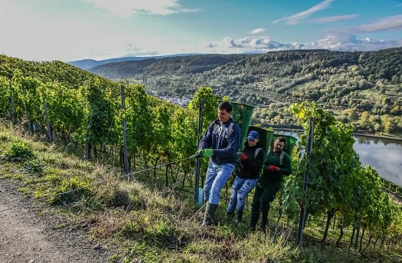 The @selbach.oster team hard at work in the steep slopes of the Mosel Valley!

This German region is famed for its Riesling, which makes up a majority of the valley&rsquo;s vine plantings. Our Kavalier Riesling, classified as a Kabinett Trocken, is a