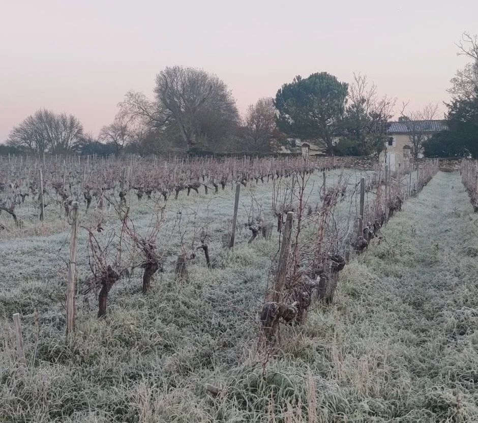 Frosty vineyard views from our Quai Lumi&egrave;re producer, @hautmeneau!