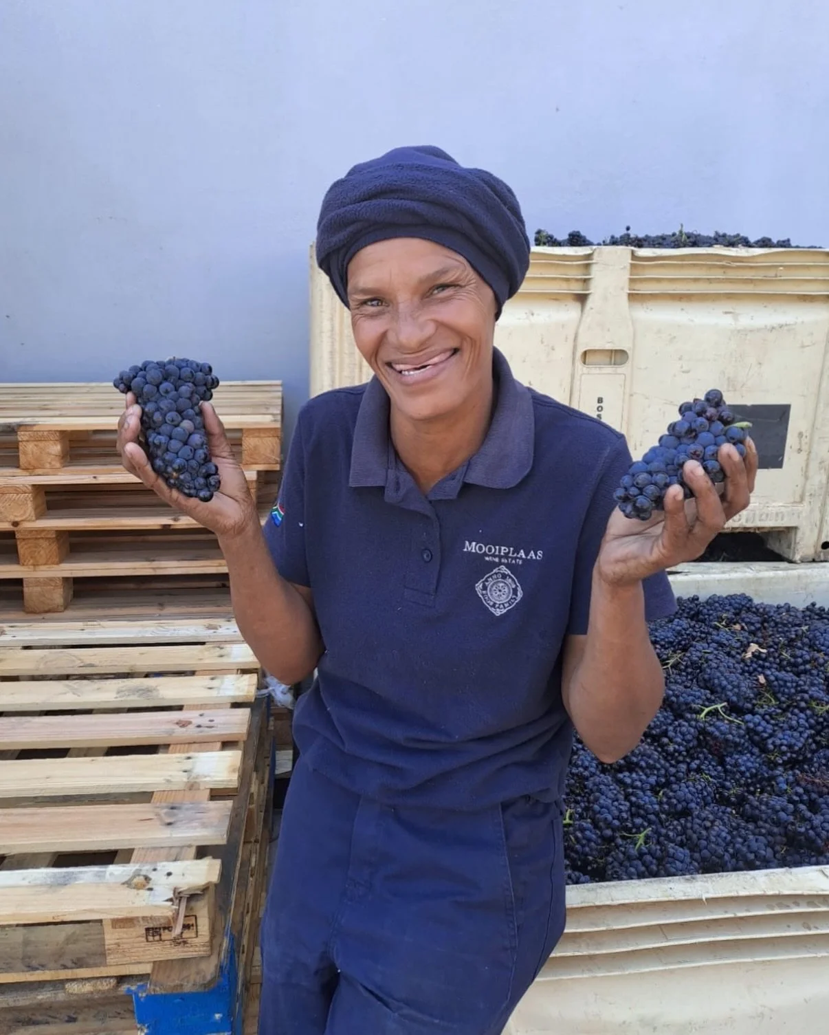 Harvest is in full swing at South African vineyard @mooiplaaswines! Looking forward to see what this season brings for our Fynbos Chenin Blanc.