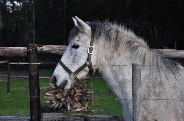 Cheers to the Year of the Horse!

Home to our Fynbos Chenin Blanc, Mooiplaas Wine Estate doubles as a nature preserve - promoting the balance of biodiversity in their vineyard.