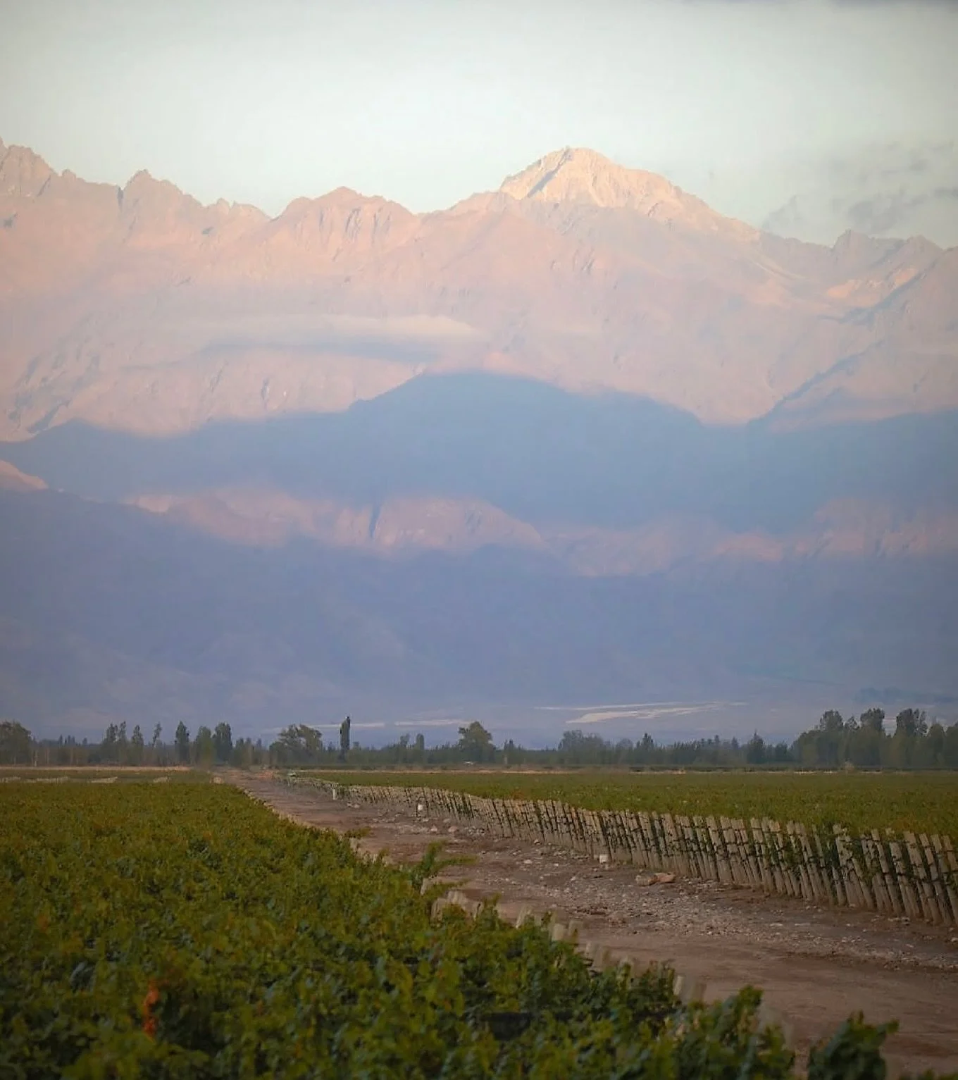 Harvest season is nearing the end in Argentina&rsquo;s Uco Valley, and La Pilar&rsquo;s home vineyard, Finca La Celia, is beginning to curate the next vintage of Malbec.