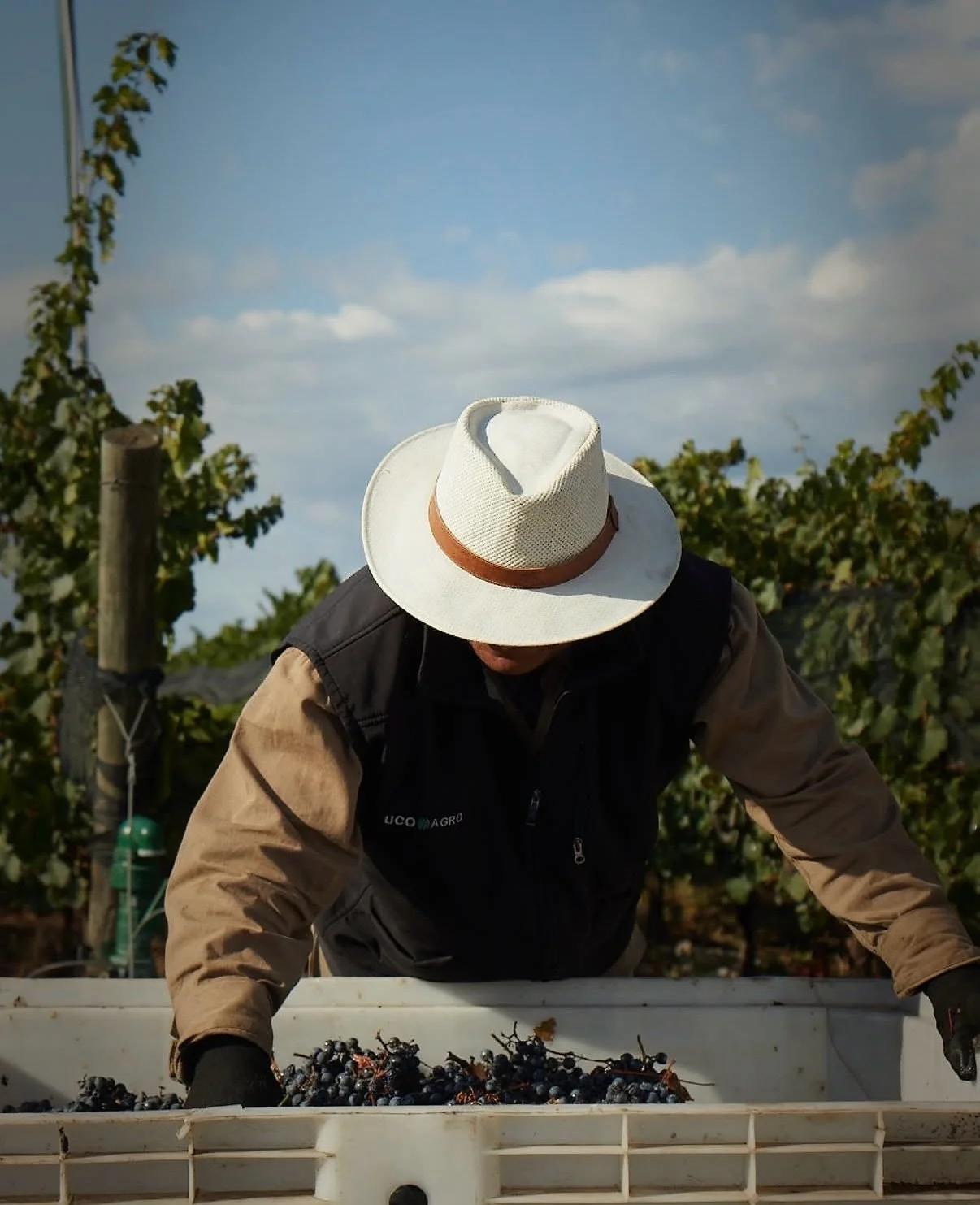A picturesque harvest in the Mendoza Valley 🍇 

While the vineyards of the northern hemisphere lay dormant through winter, the peak of harvest season begins in Argentina. From late February through April, wineries like Finca La Celia work diligently