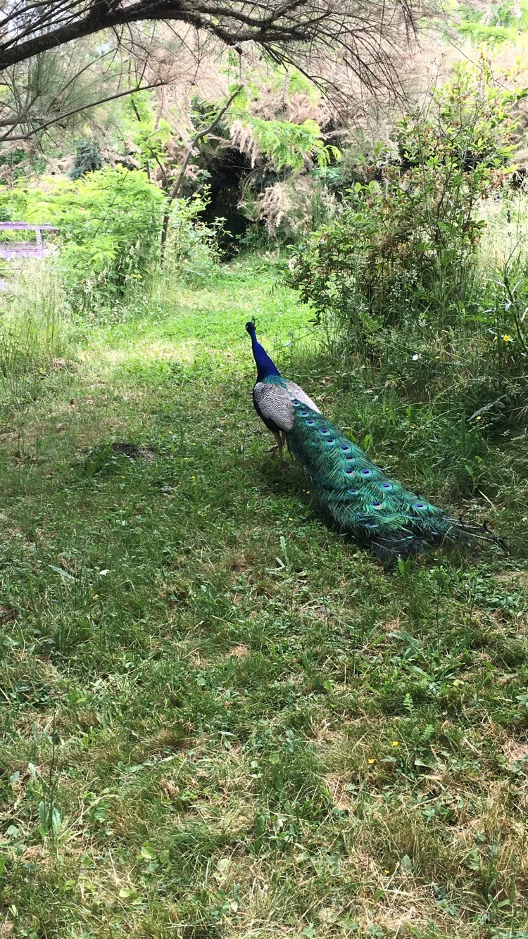 Copy of IMG_0394.JPG