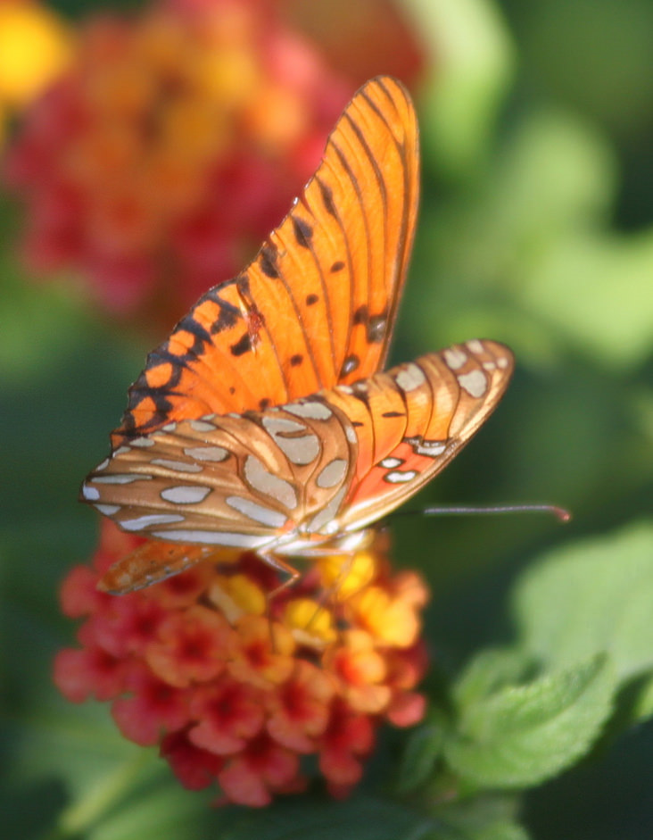 orange butterfly cc.png