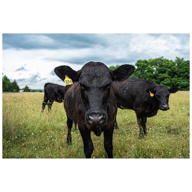 Hanging with the cows. #cows #cowsofinstagram #cowsofpa