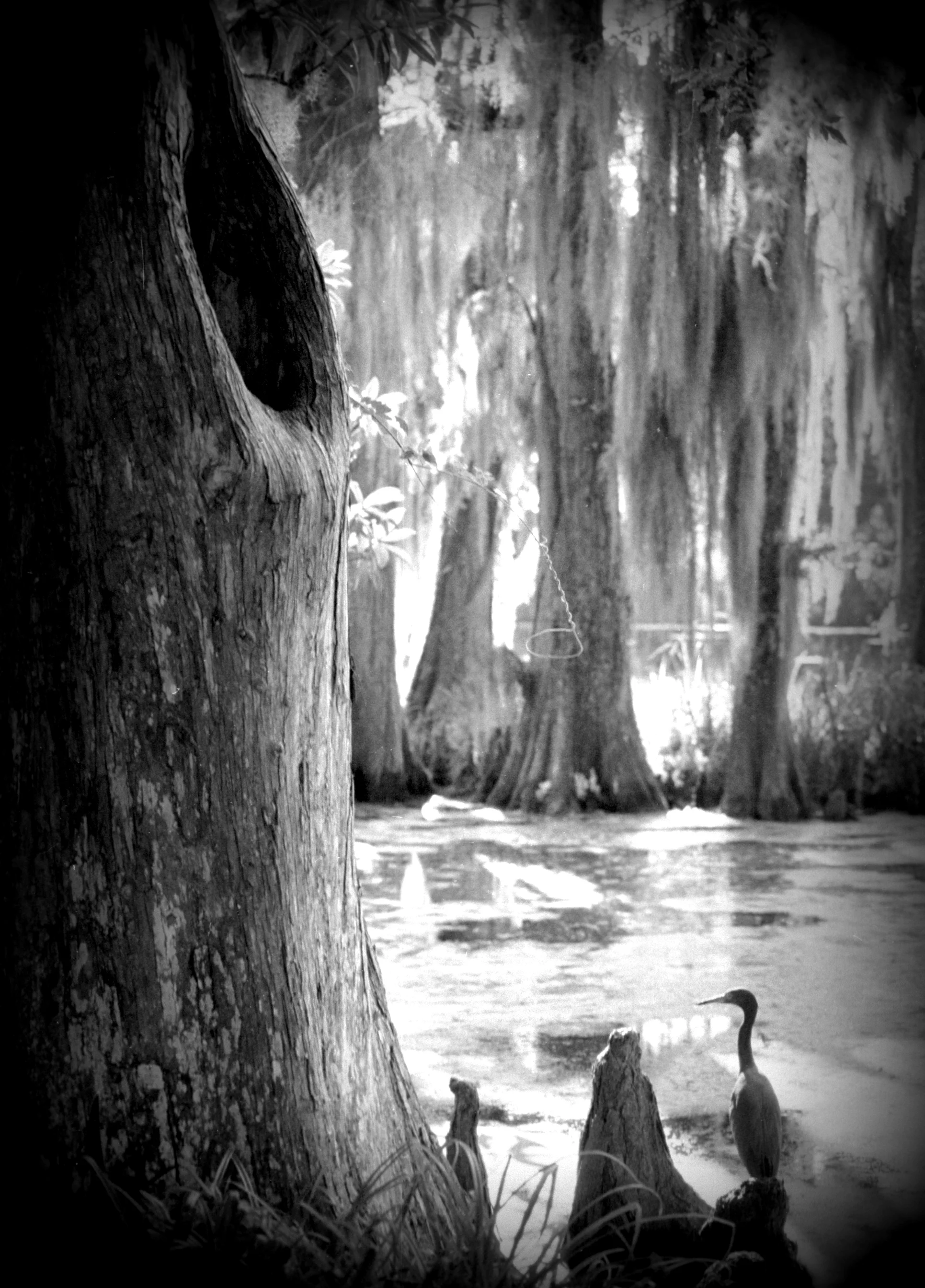 TreeHoleBrdSC-HOlga.jpeg