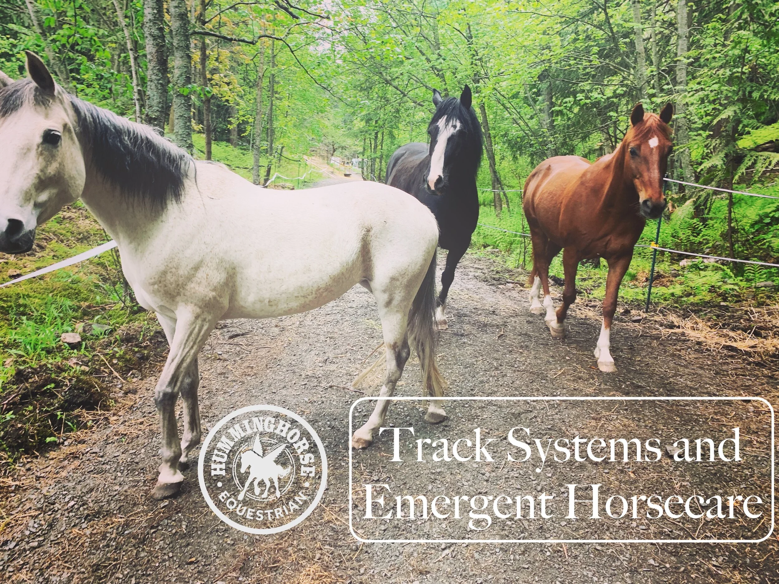___Track Systems and Emergent Horsecare__ Part 1, the Kootenay Track 