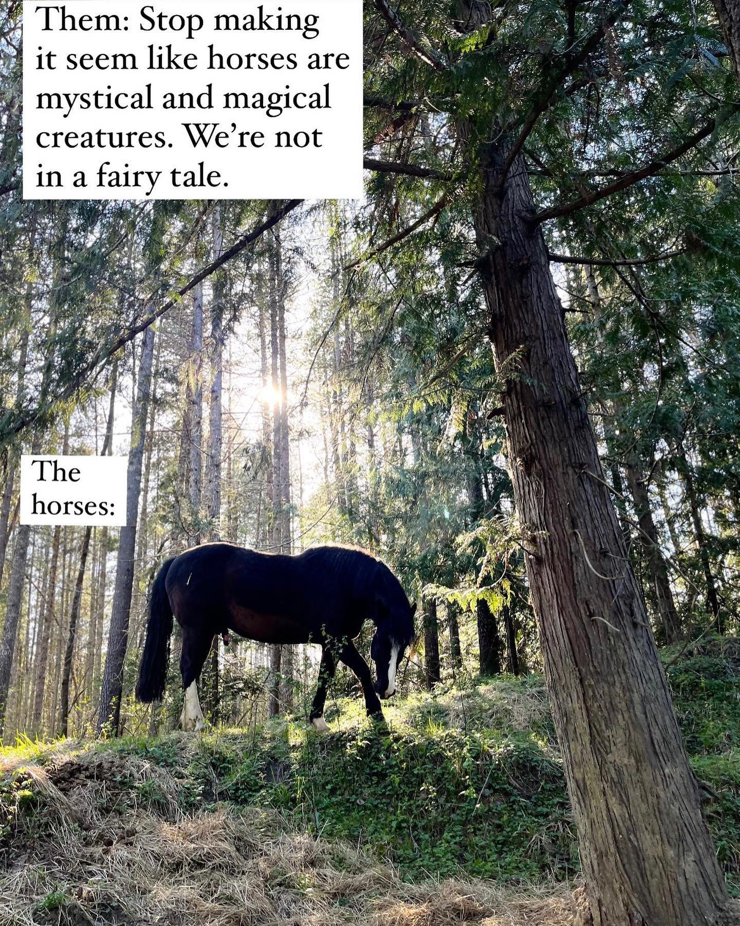 Knowledge fatigue, reviving a juvenile love of horses and the therapeutic power of memes.