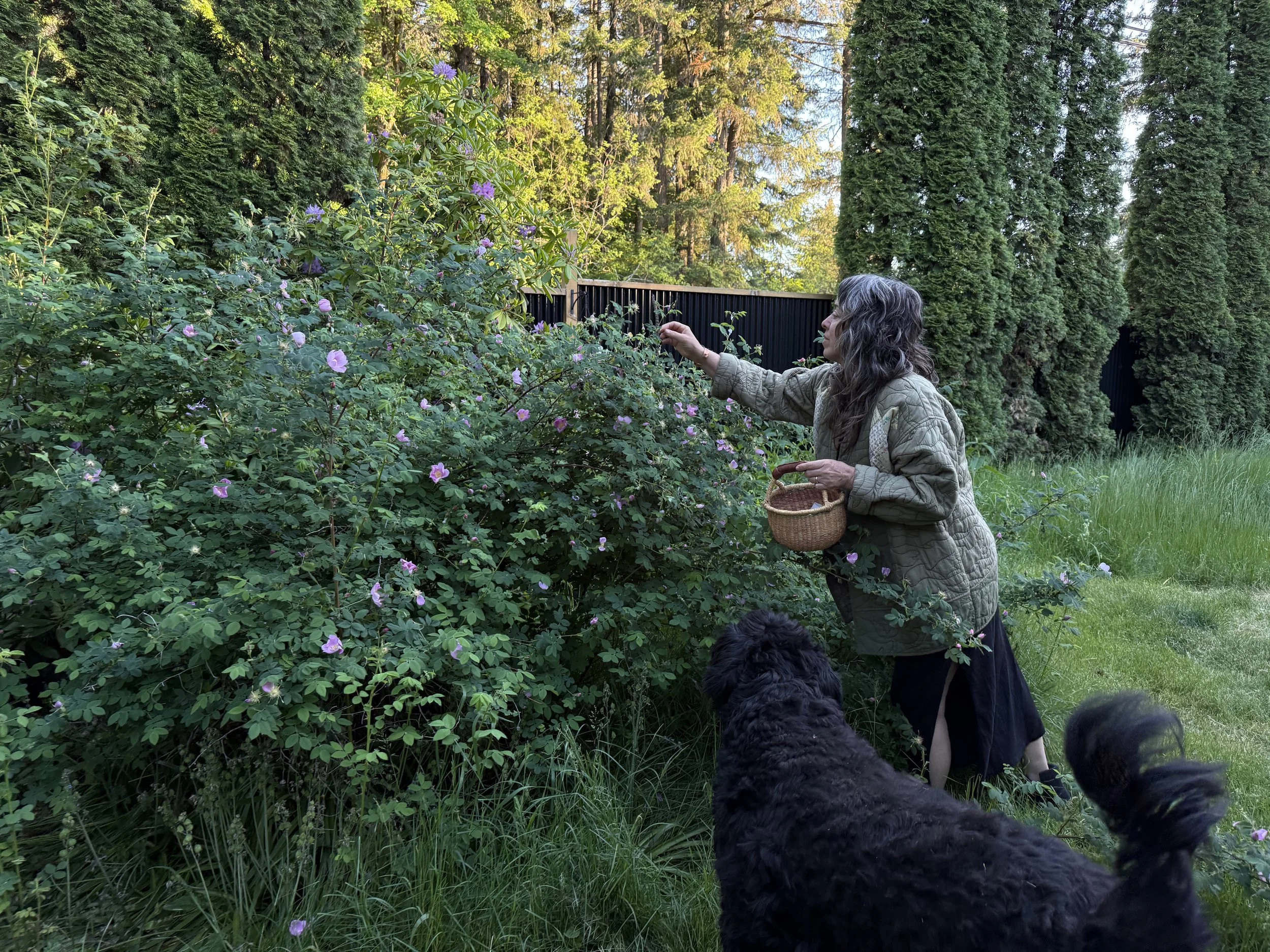 Petal Picking.jpg
