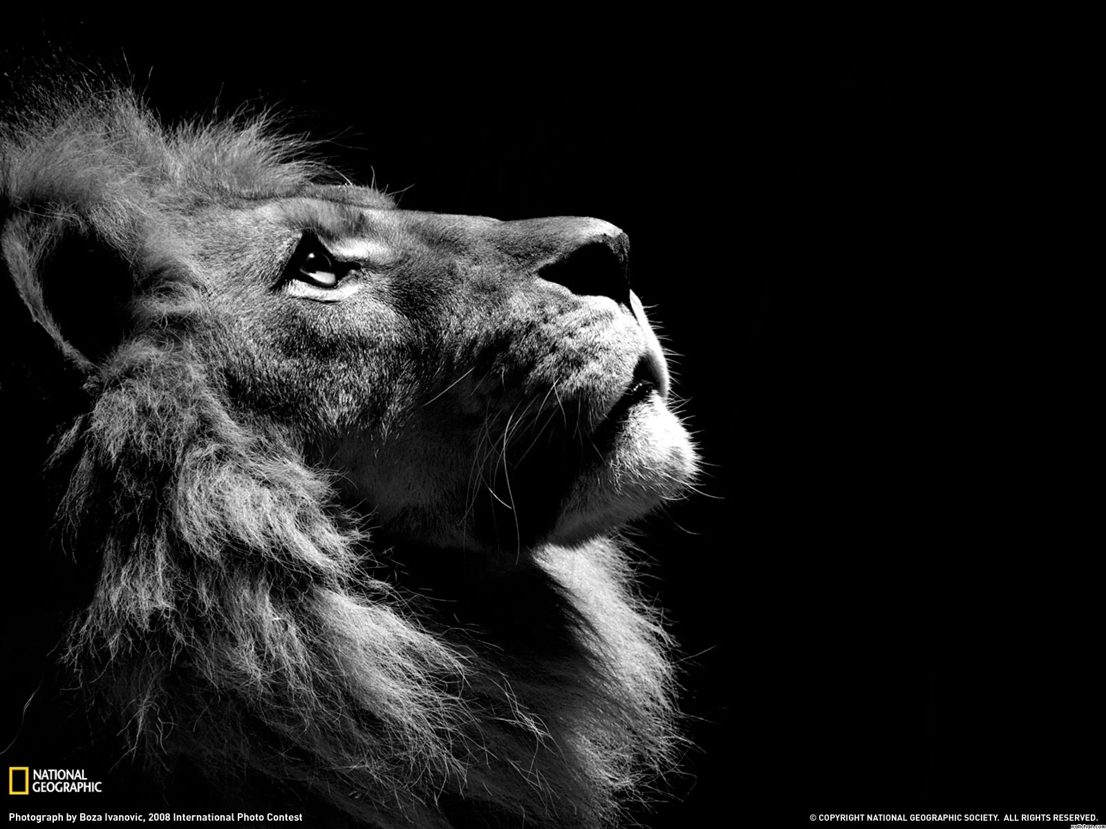 boy-black-national-geographic-and-white-lion-wallchan-626238.jpg