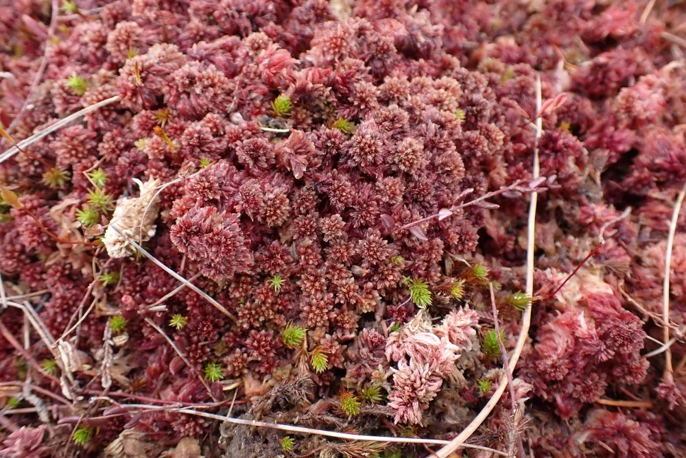 important sphagnum.JPG