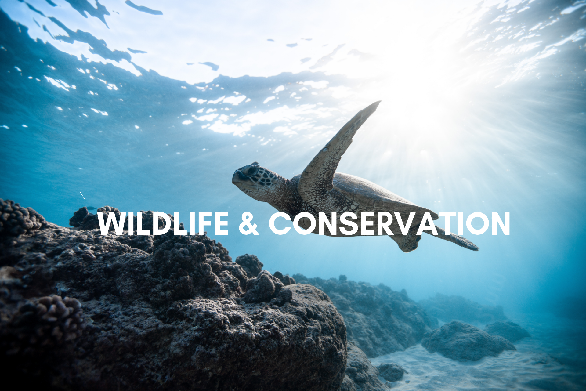 Wildlife and Conservation 