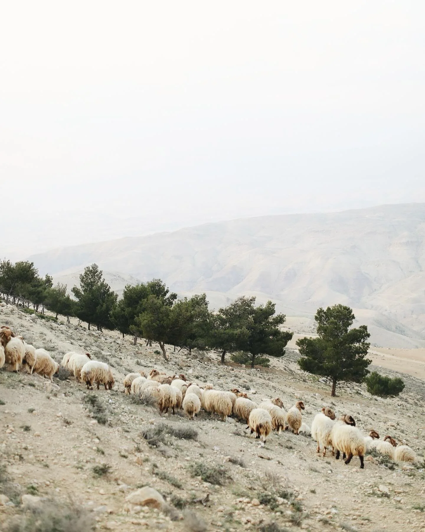 Images of the desert: story of the shepherd and their sheep 🐑 

If you read my last story about the wilderness, then you got a sneak peek into the imagery used in the Bible of the shepherd and their sheep. An image that we see Jesus using over and o