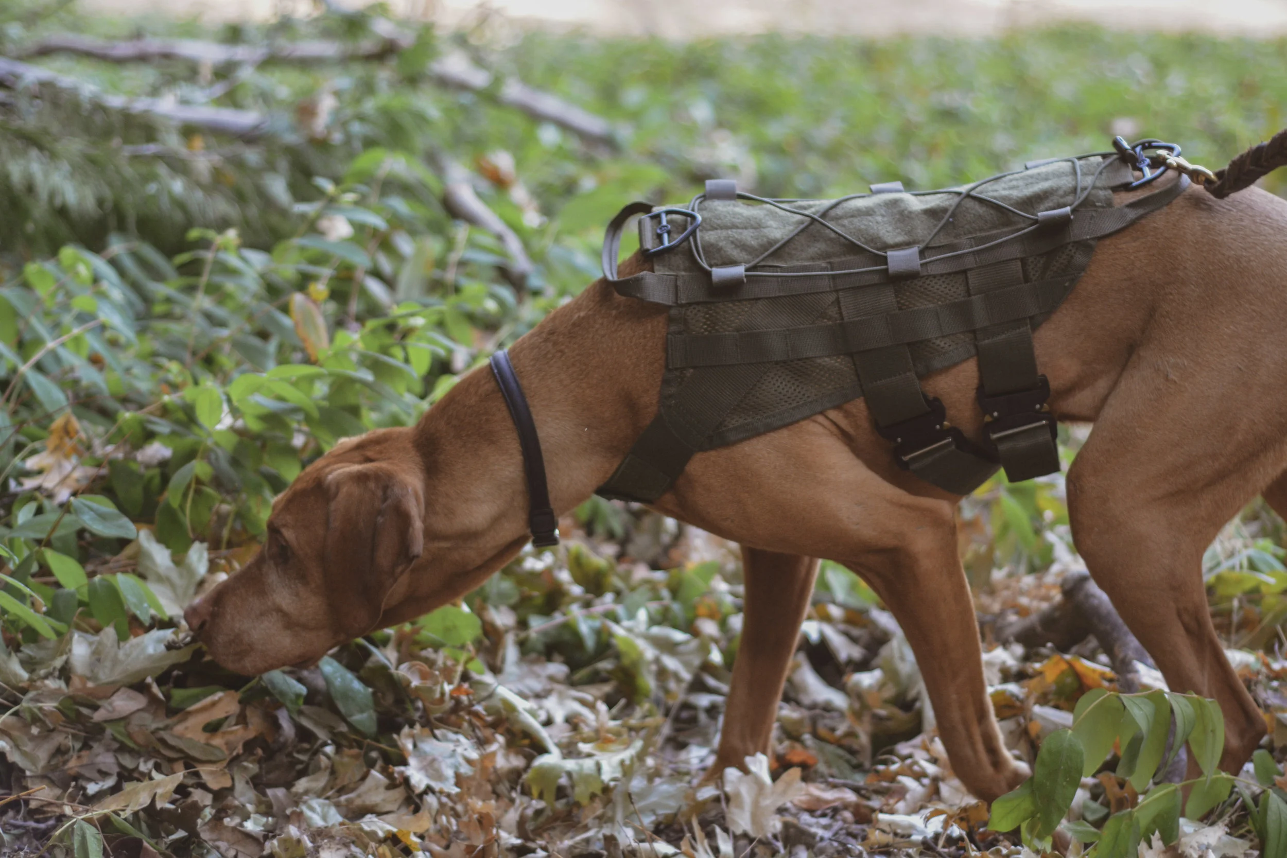 tracking dog harness