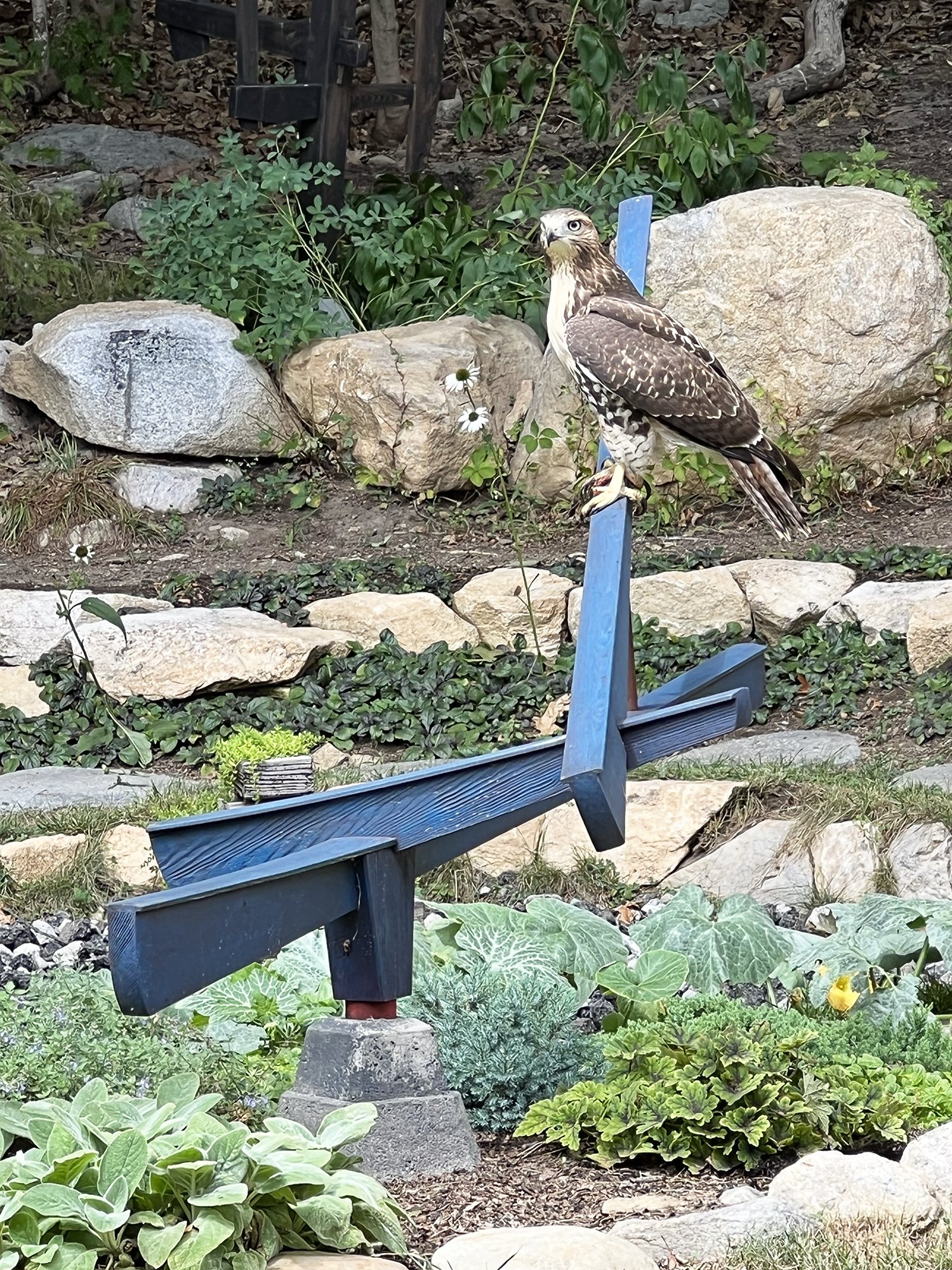 Blue with Hawk_1a.jpg