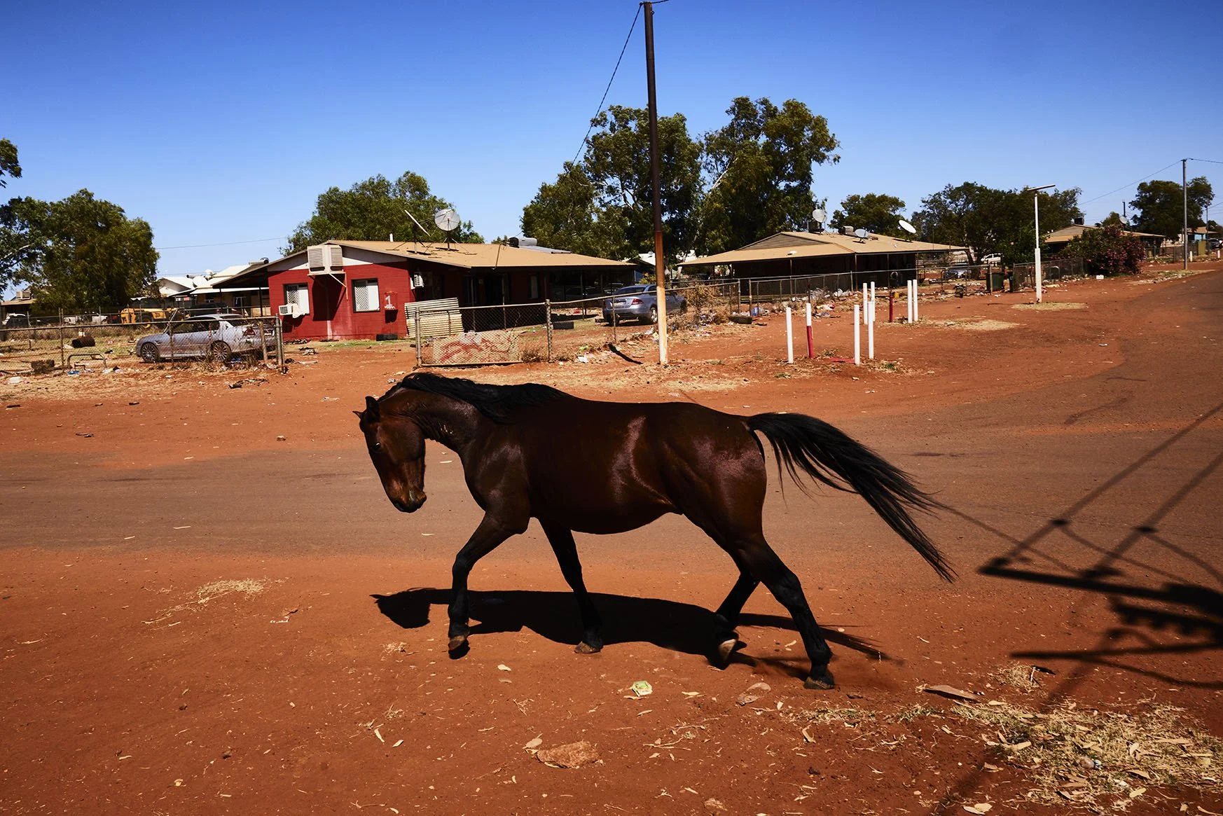 Wild_Horse- Ampilatwatjaa.jpg