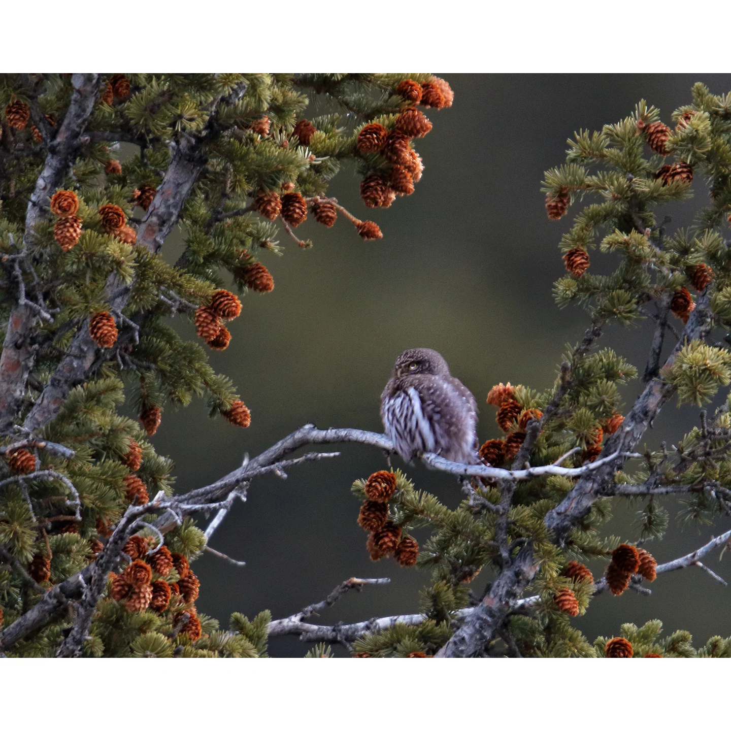 PygmyOwlPineConeTree_Webstore.jpg