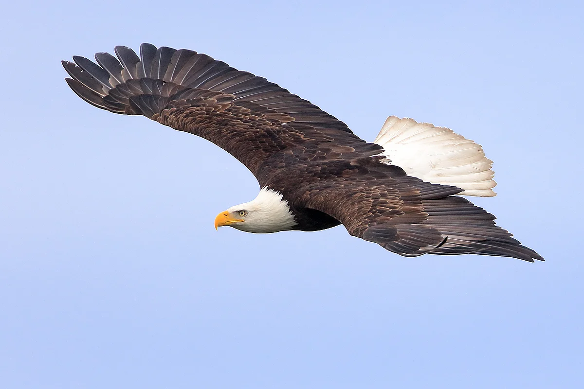 baldeagle.jpg