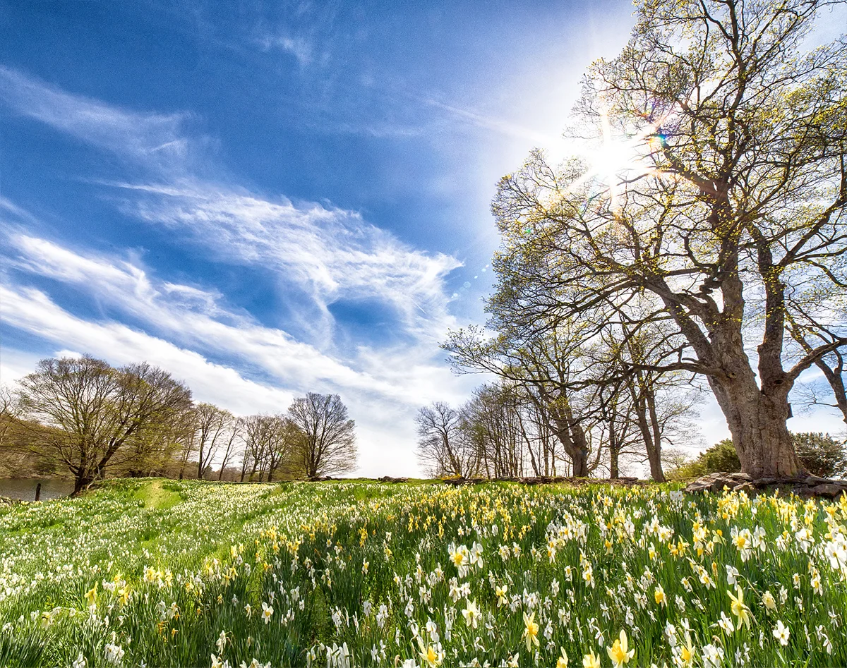 DaffodilField.jpg