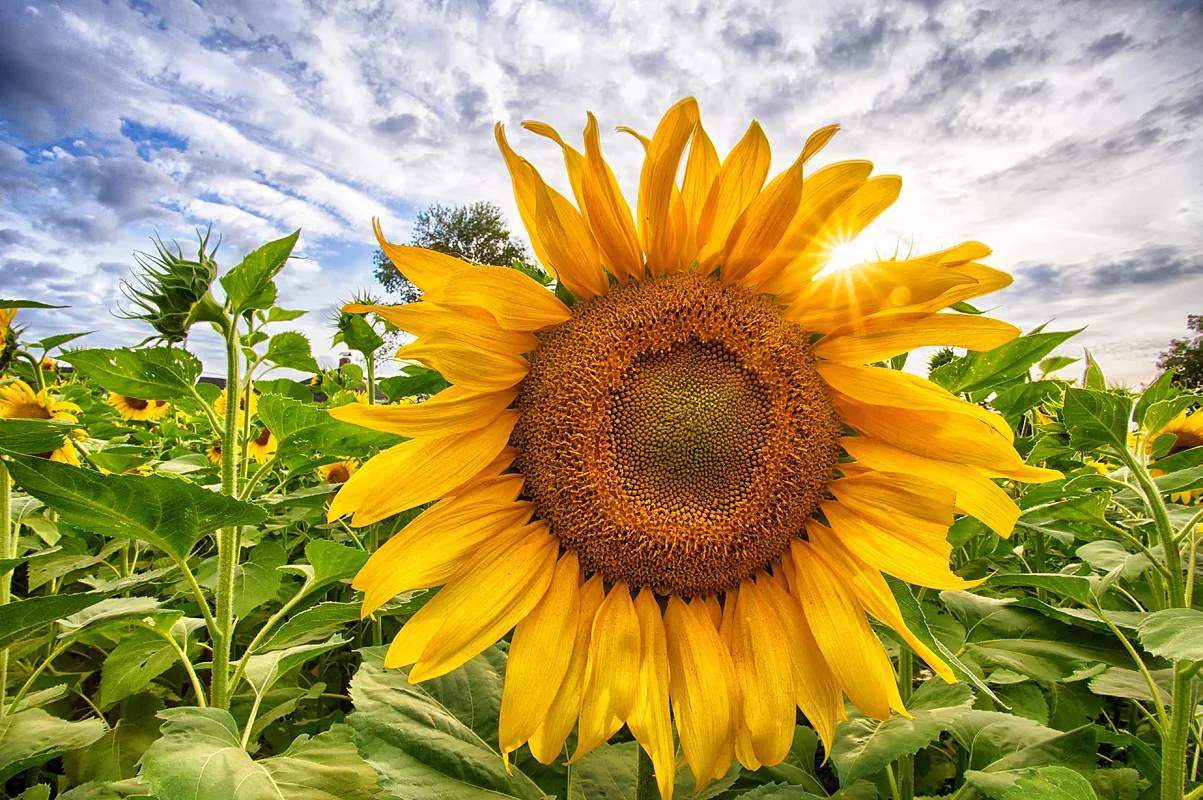 SunflowerSunrays.jpg