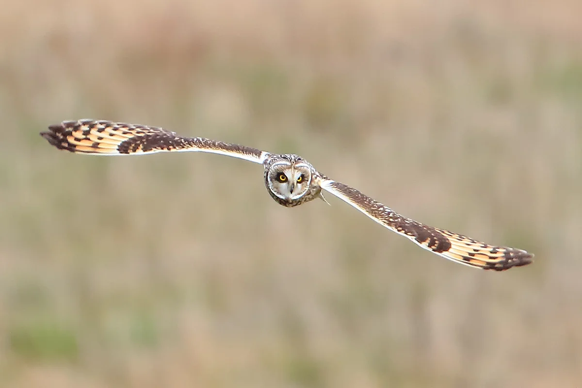 Short-eared Owl in Delta, British Columbia