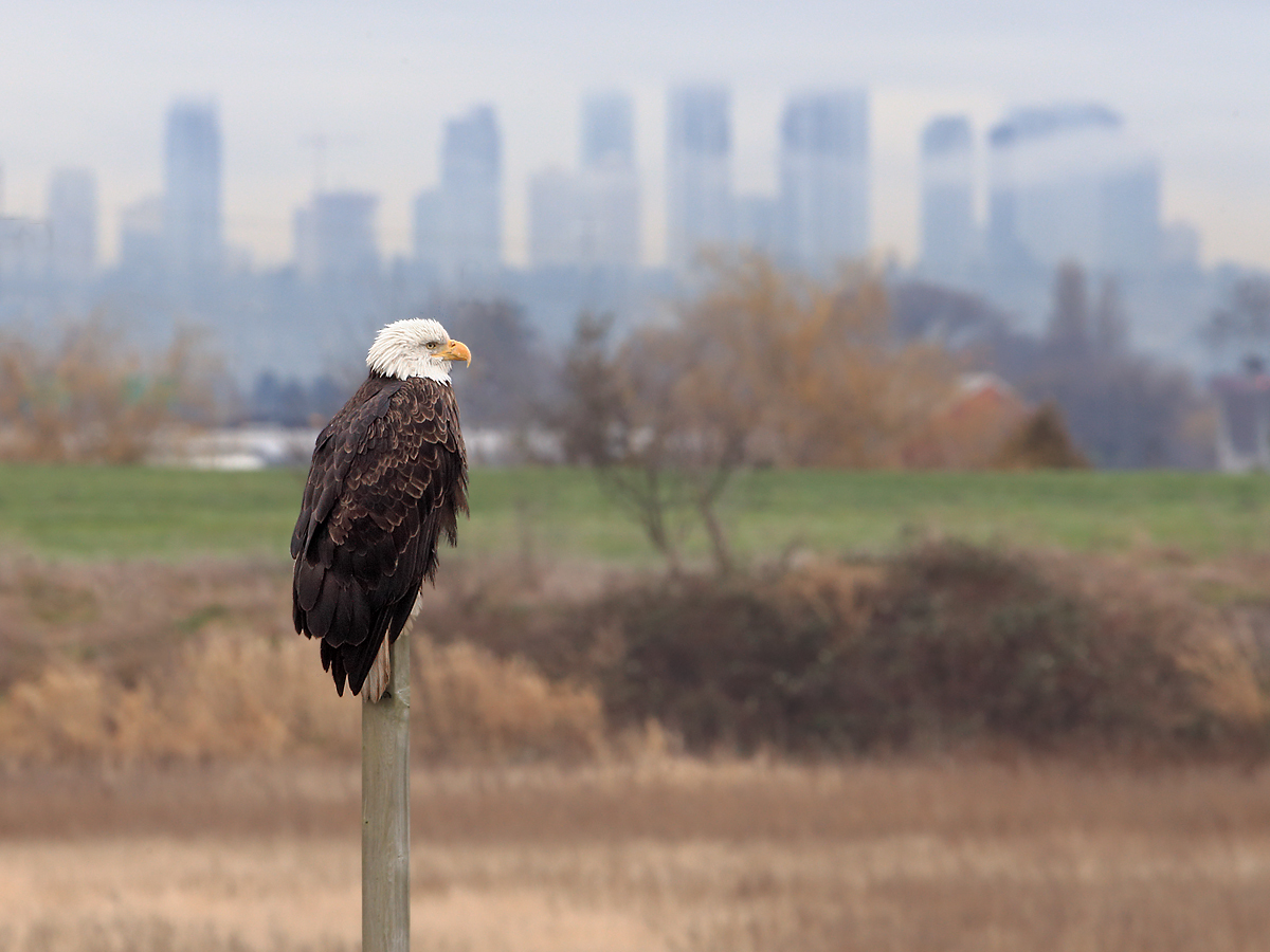 Bald Eagle in Delta, British Columbia