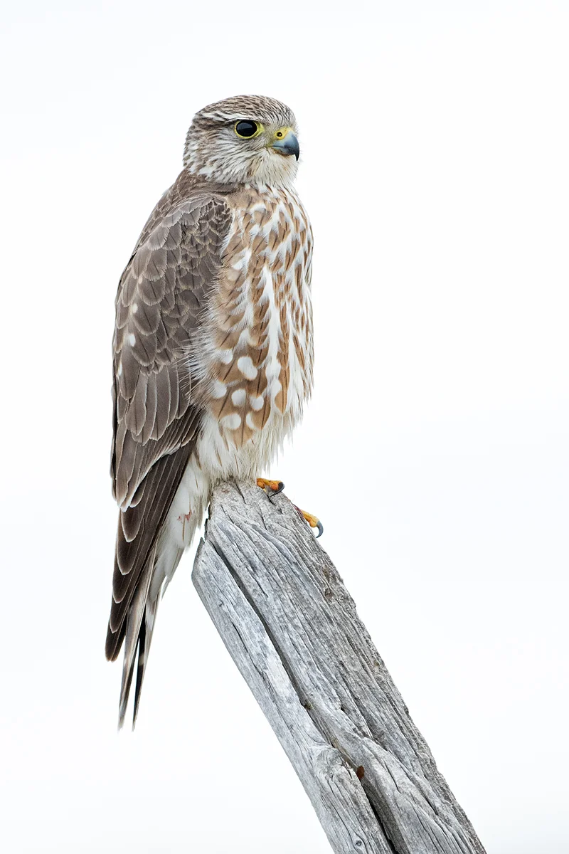Prairie Merlin in Colorado