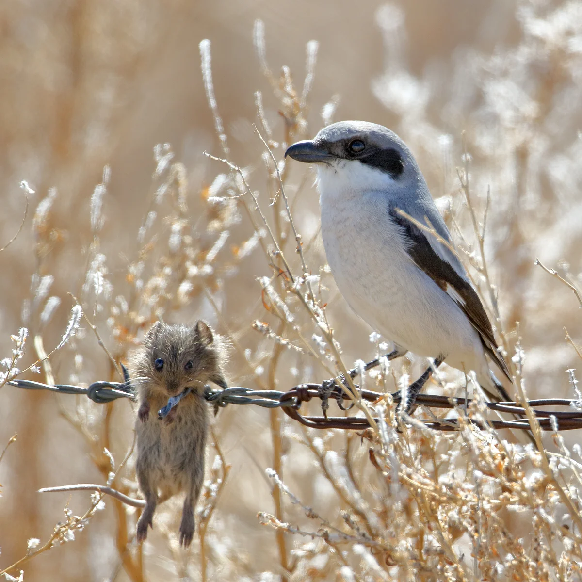Loggerhead Shrike & Prey in Colorado
