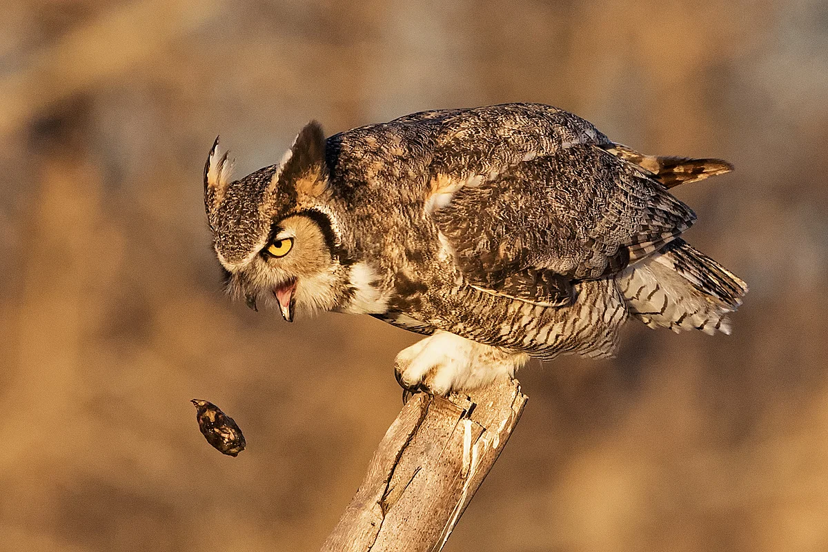 Great Horned Owl Ejecting Pellet in Colorado