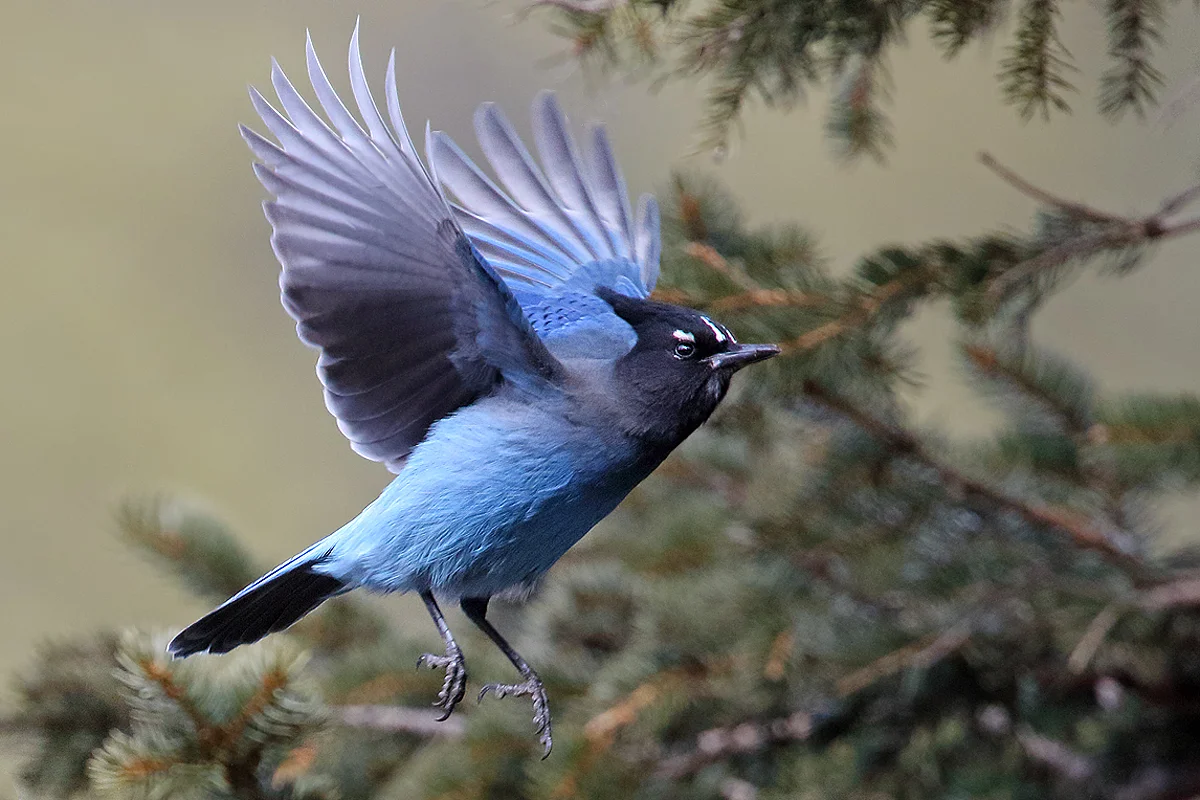 Steller's Jay at Rocky Mountain NP in Estes Park, CO