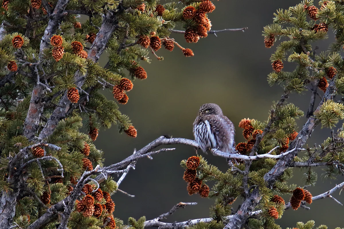 Northern Pygmy Owl at Rocky Mountain NP in Estes Park, CO