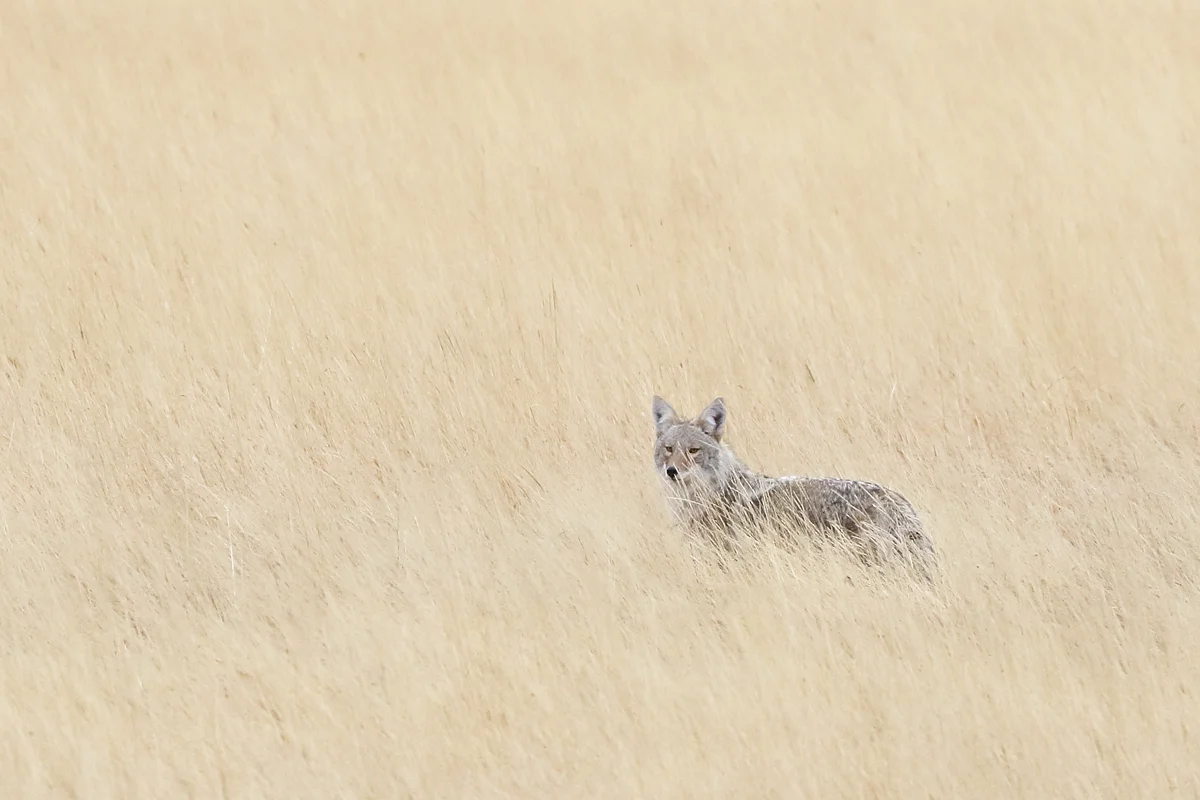 Coyote at Rocky Mountain NP in Estes Park, CO