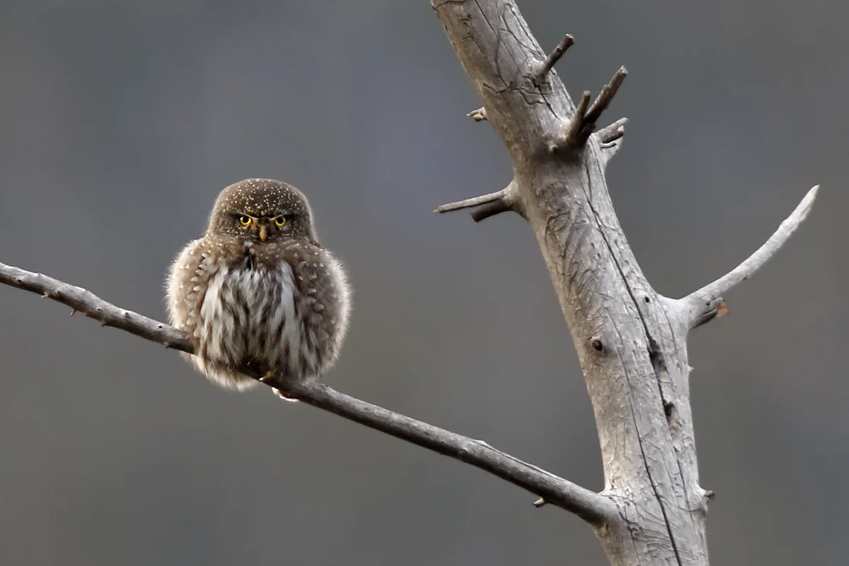 Northern Pygmy Owl at Rocky Mountain NP in Estes Park, CO