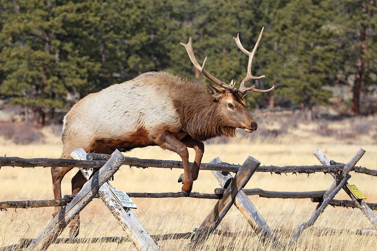 Jumping Elk at Rocky Mountain NP in Estes Park, CO