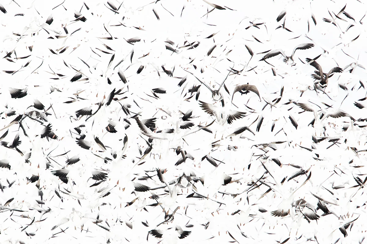 Snow Geese Flock in Colorado