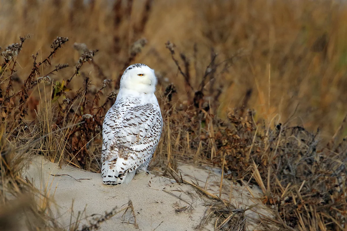 Snowy Owl in Duxbury, MA