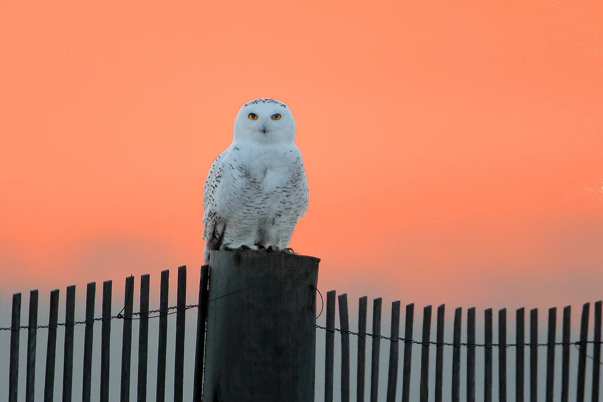 Snowy Owl at Sunrise in Duxbury, MA