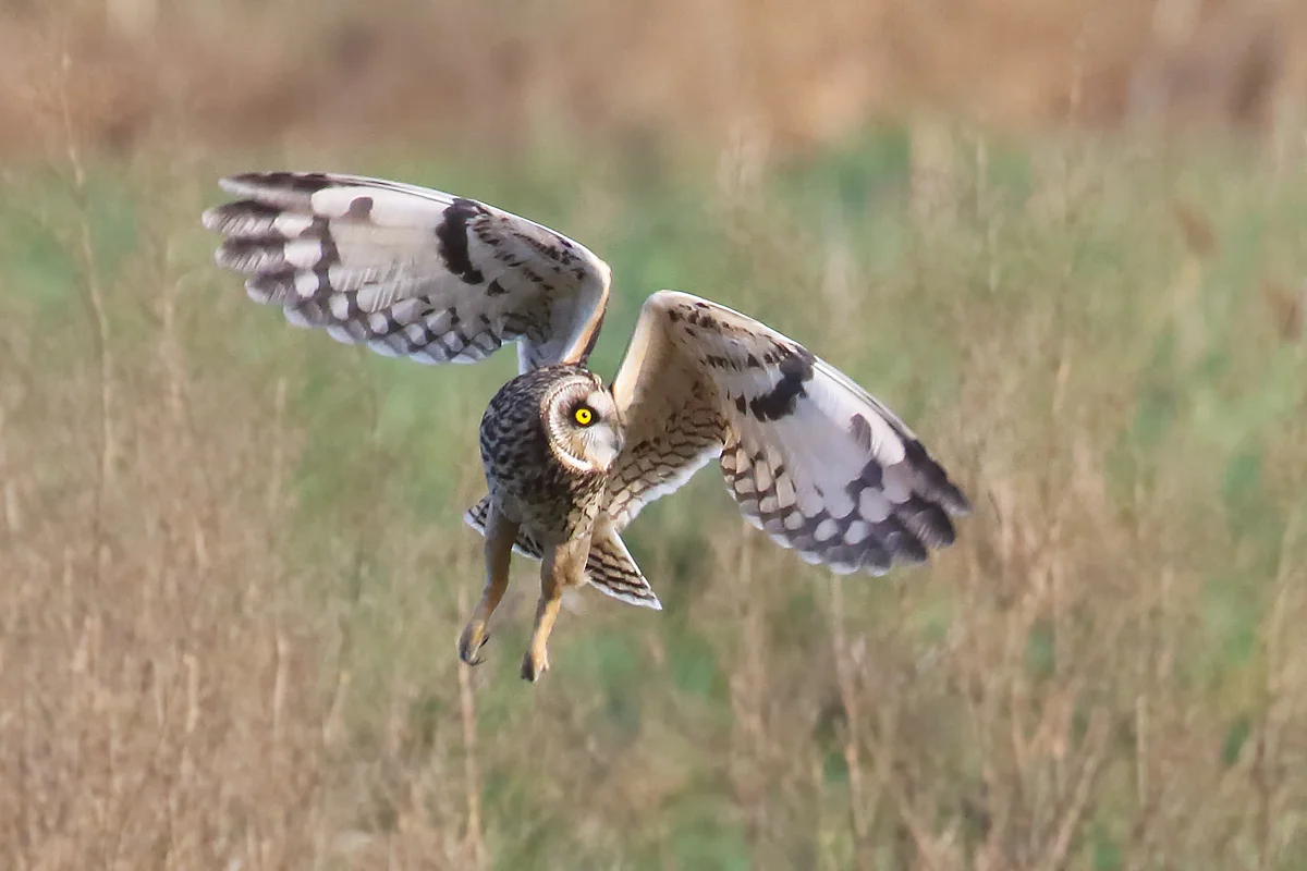 Short-eared Owl in Goshen, NY