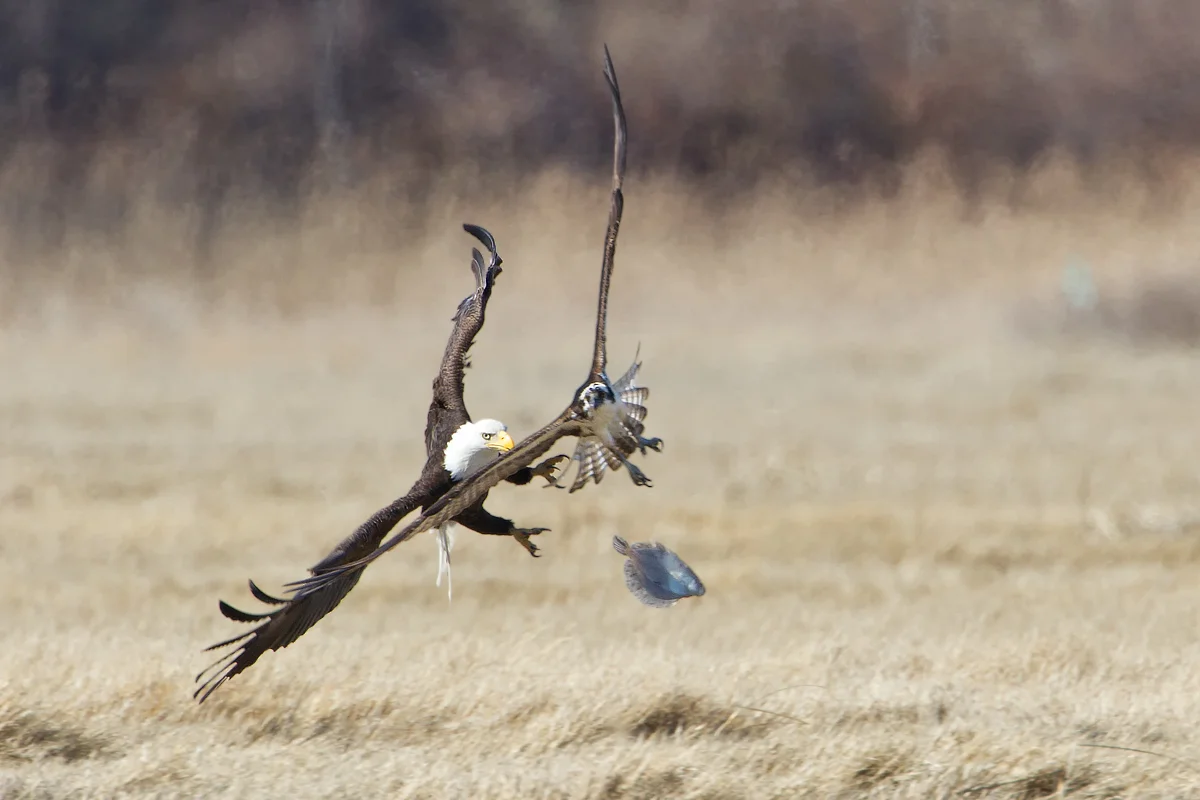 Bald Eagle vs Osprey in Madison, CT