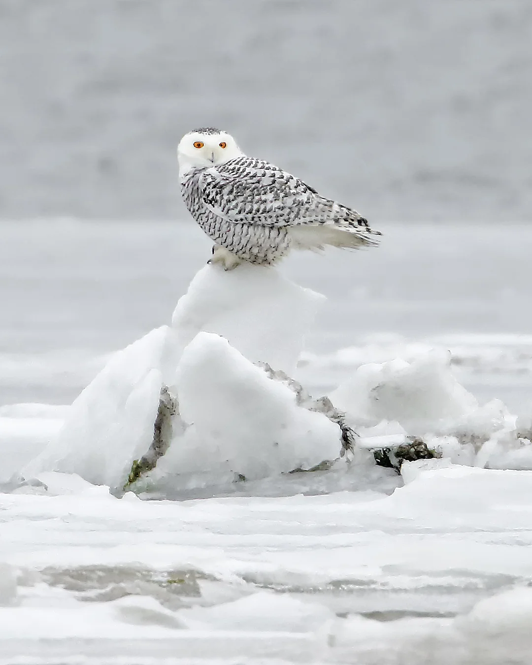 Snowy Owl at Long Beach in Stratford, CT