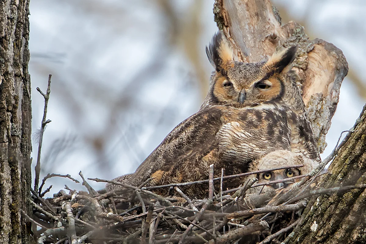 Great Horned Owl with Owlet in Cheshire, CT