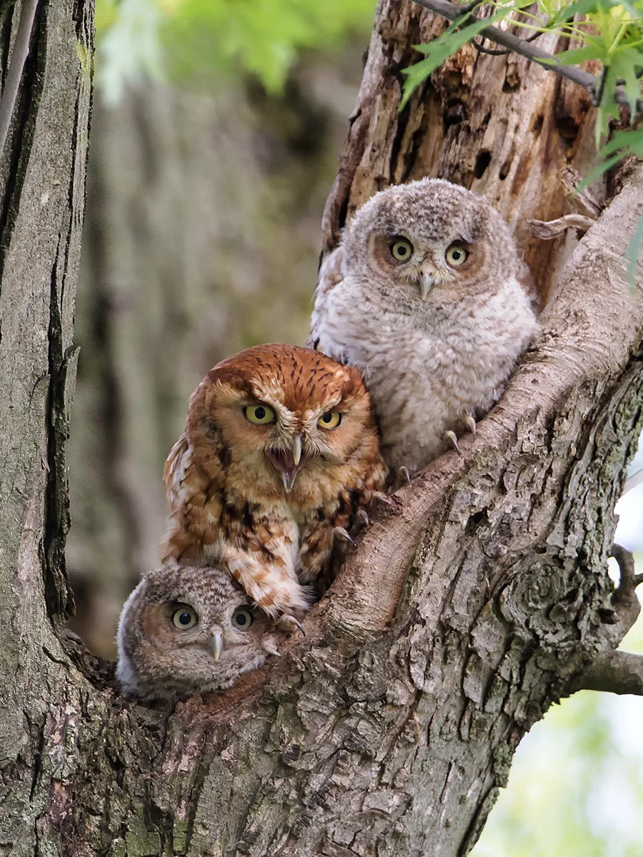 Screech Owl Family in Hamden, CT