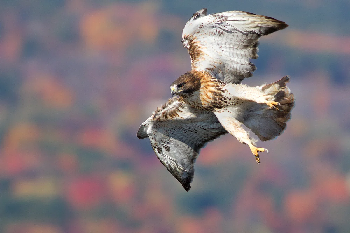 Red-tailed Hawk in Meriden, CT