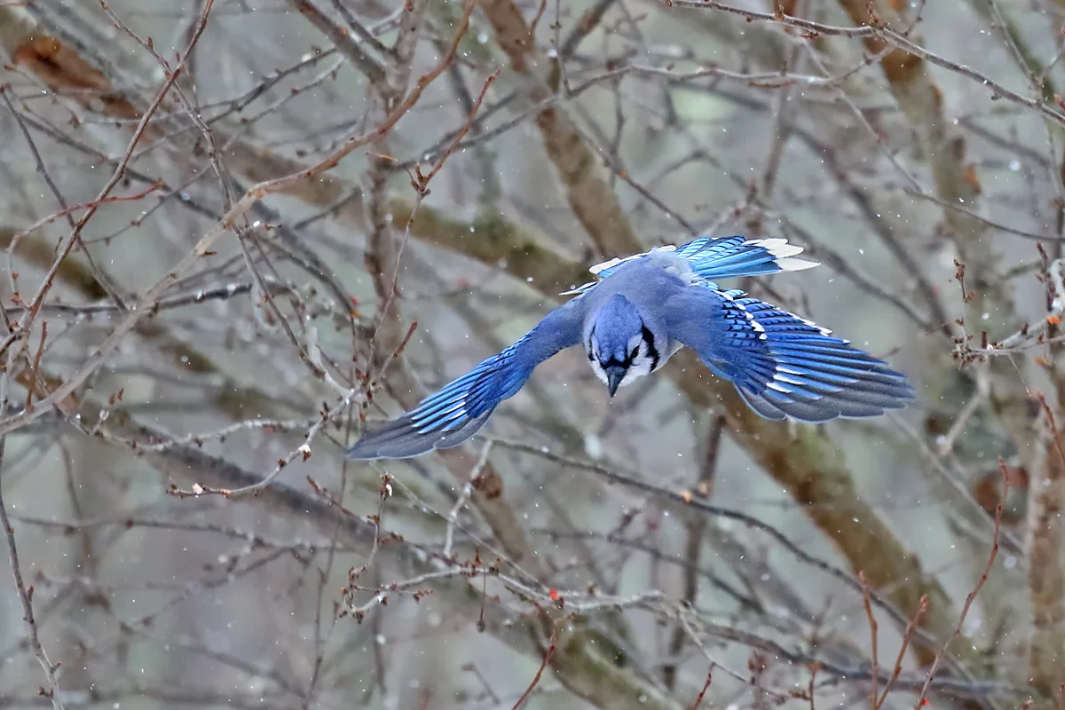 Blue Jay in Hamden, CT