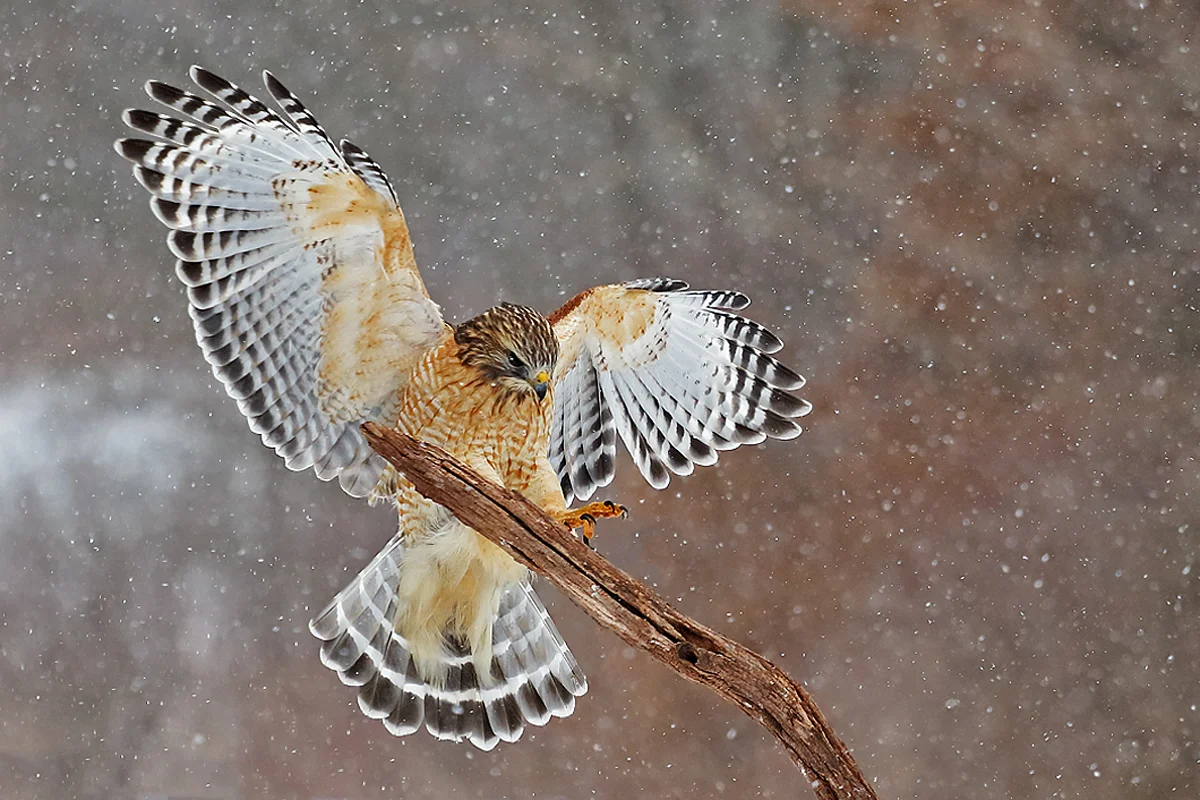 Red-shouldered Hawk in Hamden, CT