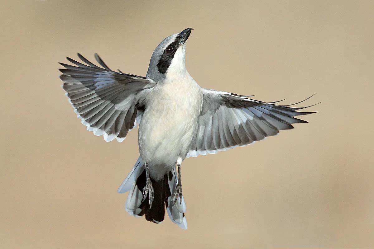 Loggerhead Shrike in Colorado