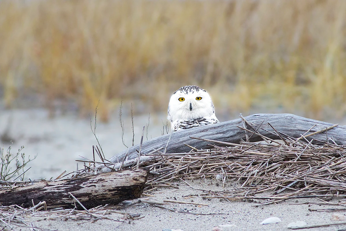 Snowy Owl in Milford, CT