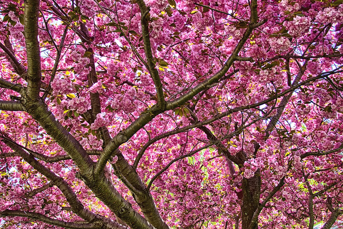 Spring Blooming in Hamden, CT