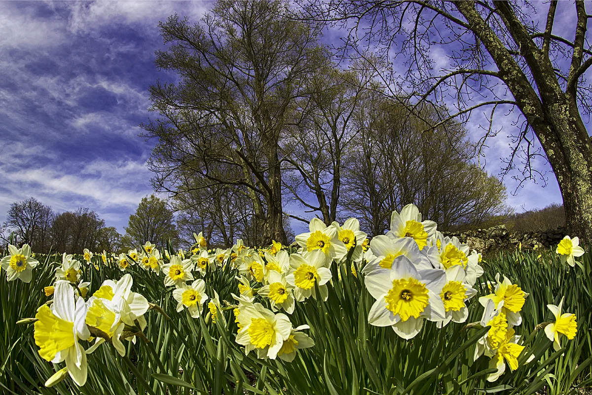 Daffodil Hill Farm in Woodbury, CT